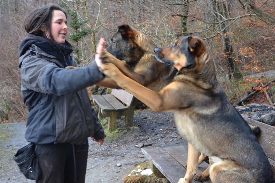 Janine und ihre zwei Hunde bei der Arbeit, Janine`s Hunde-Rudel, Hundebtreuung, Dogsitting