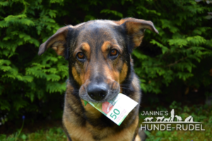 Janine`s Hundebetreuung, Hundesitting