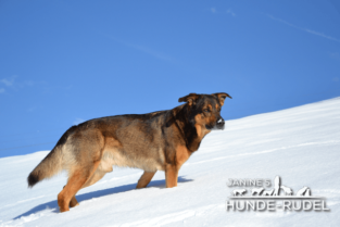 Janine`s Hunde-Rudel, Dogsitting, Hundebetreuung