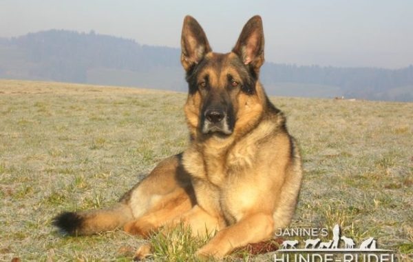Geliebter Shadow Janine`s Hunde-Rudel, Dogsitting, Hundebetreuung