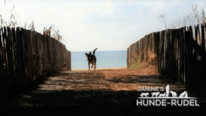 Janine`s Hunde-Rudel, Dogsittiing, Hundebetreuung