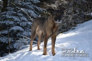 Njhla meine Hübsche Janine`s Hunde-Rudel, Dogsitting, Hundebetreuung