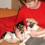 Janine`s Hunde-Rudel, Dogsitting, Hundebetreuung
