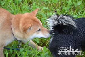 Der kleine Shiba Schiro beschnuppert den kleinen Hund Edi, um abzuchecken wer er ist, Janine's Hunde-Rudel, Hundebetreuung, Hundesitting
